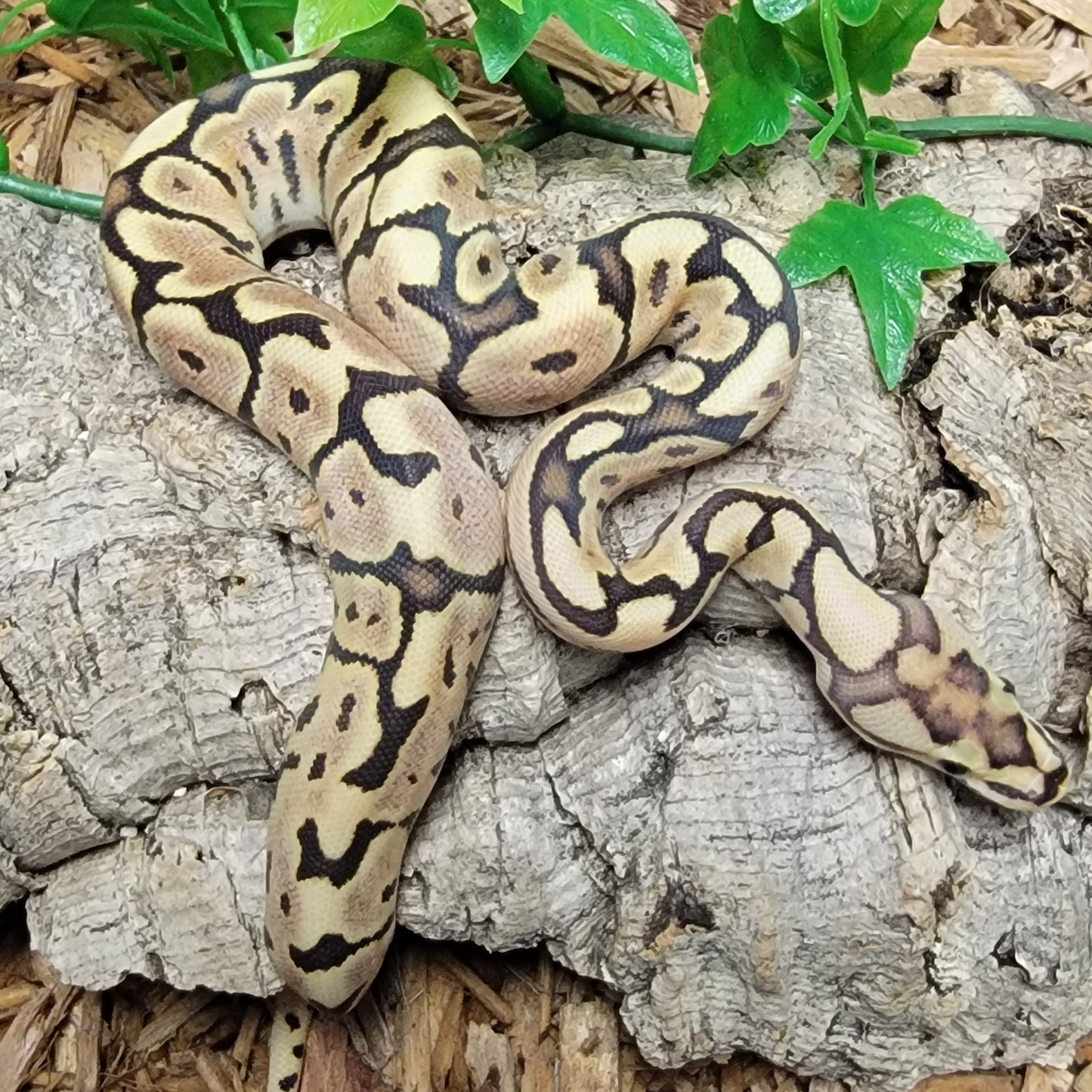 Enchi Spider Clown - F