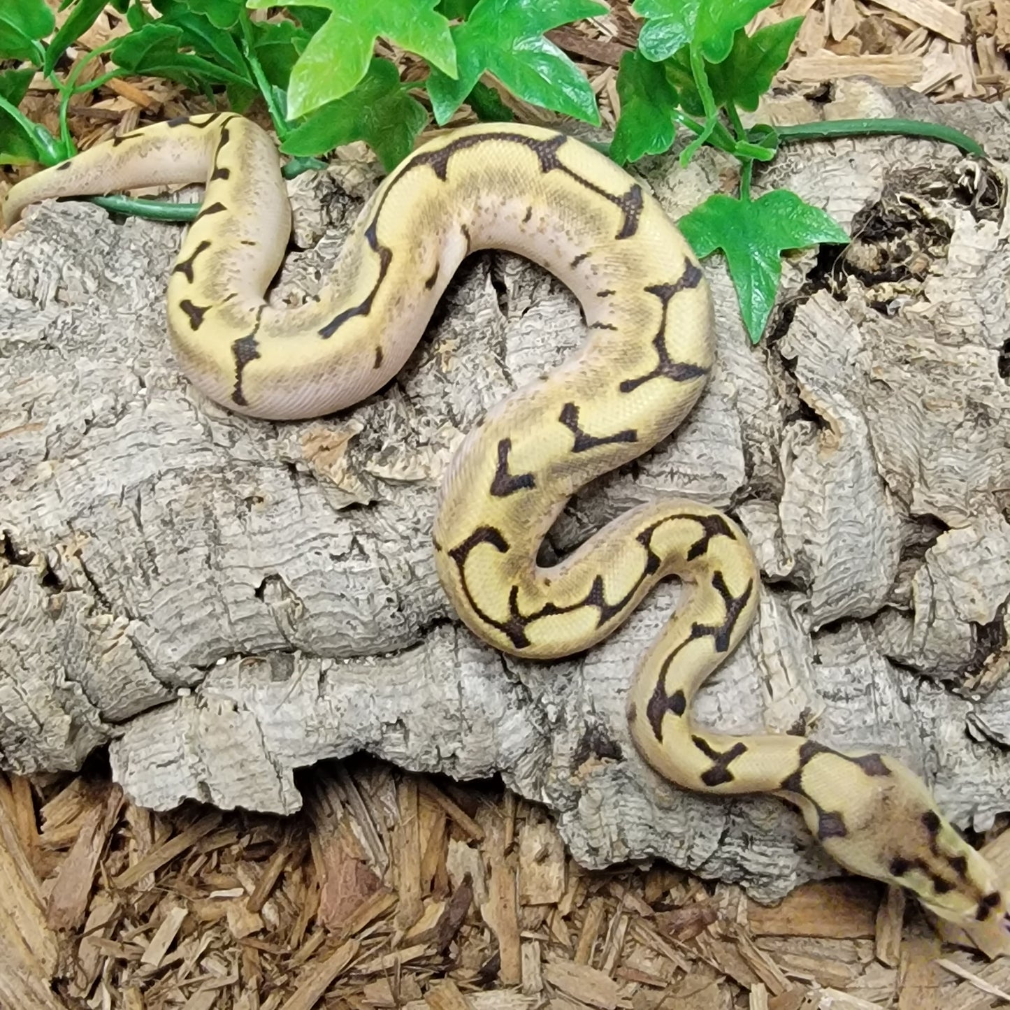 Yellowbelly Spider Clown - F