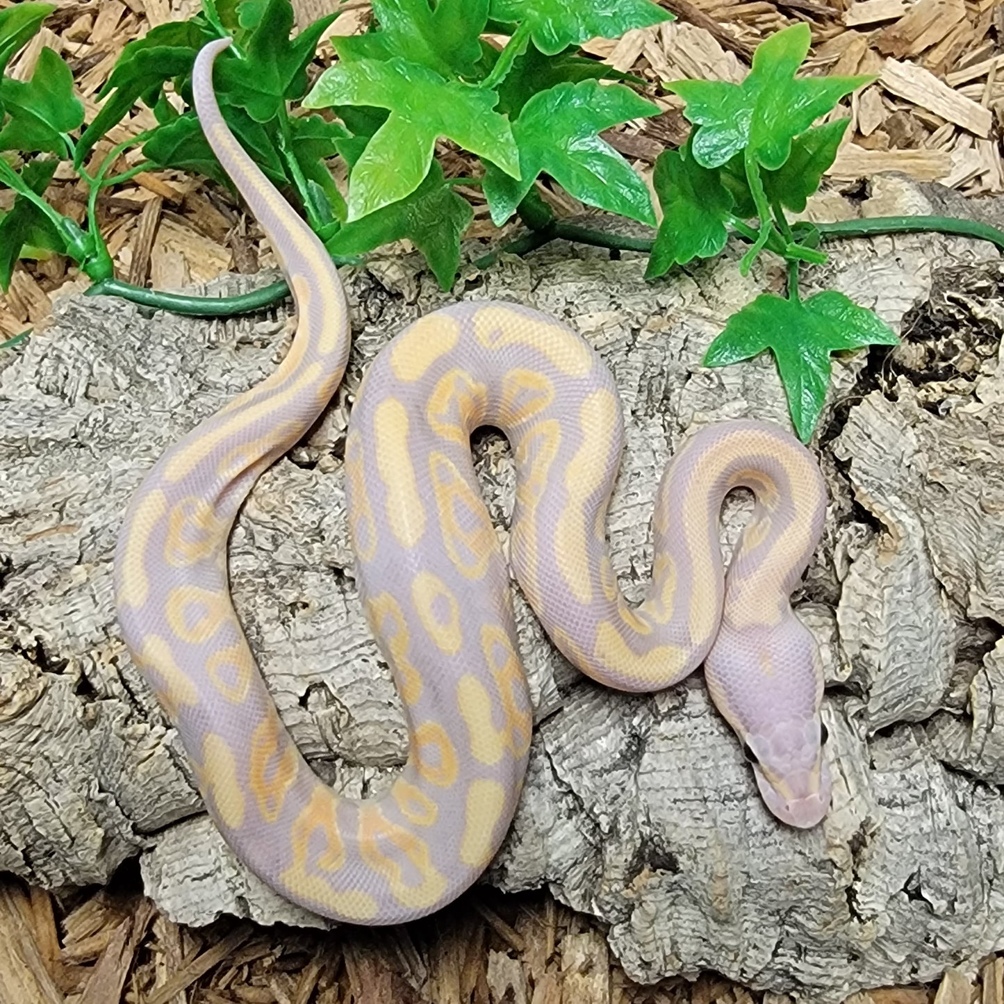 Coral Glow Enchi Spider Clown - M