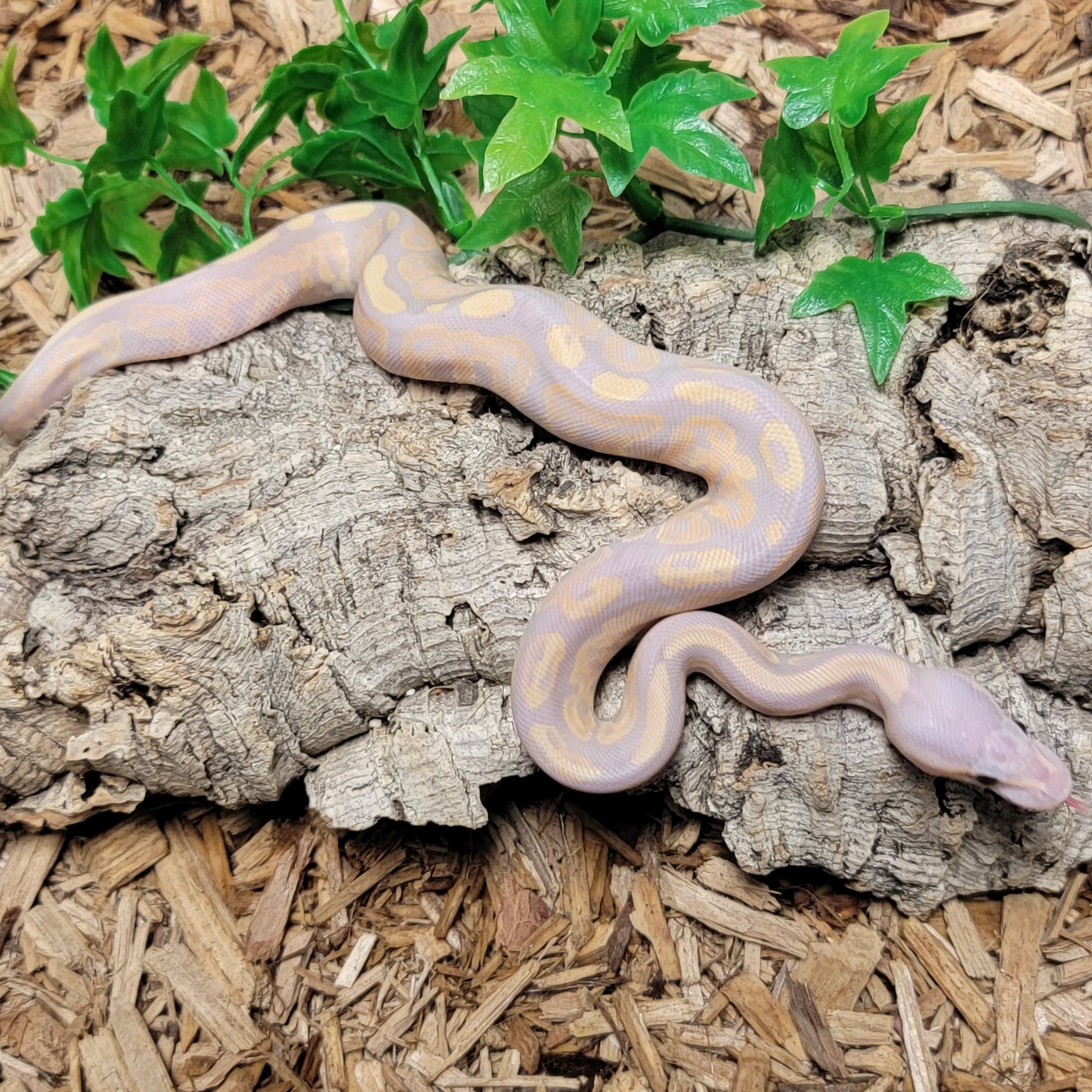 Black Pastel Coral Glow Yellowbelly het Clown possible Enchi - F
