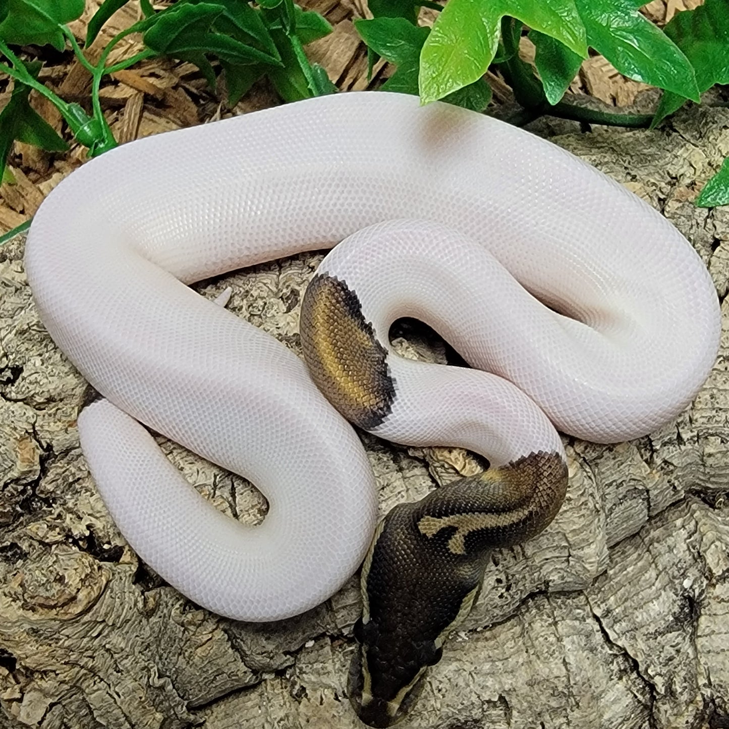 Black Pastel Pied - F