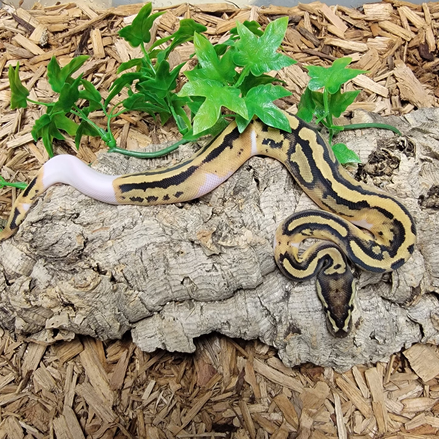 Piebald - M