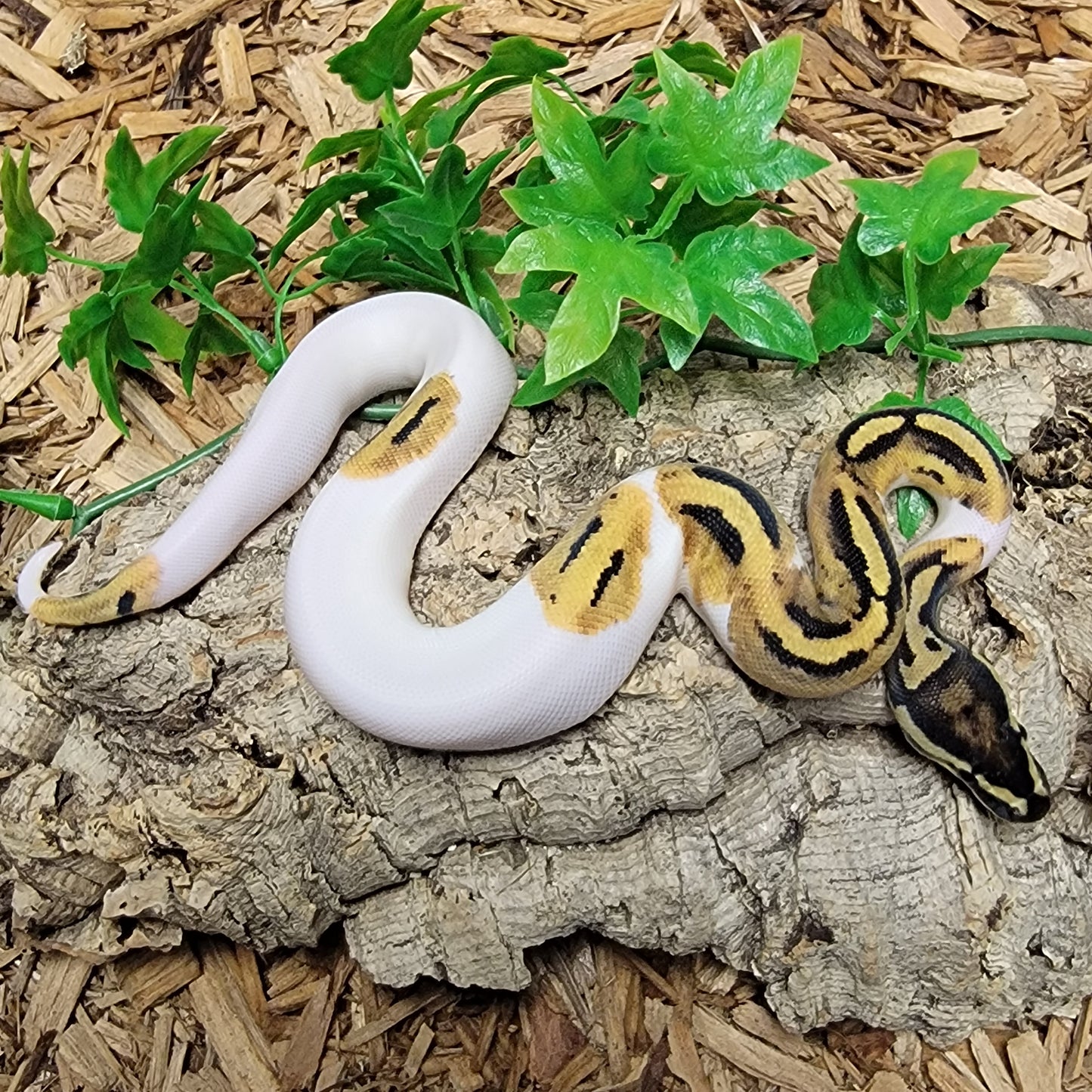 Piebald - M