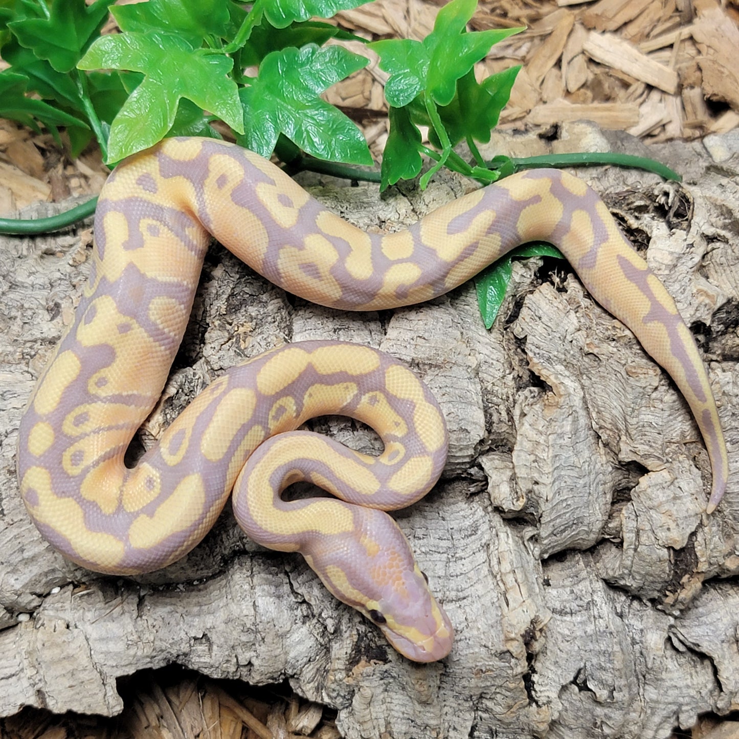 Banana Yellowbelly het Clown - M