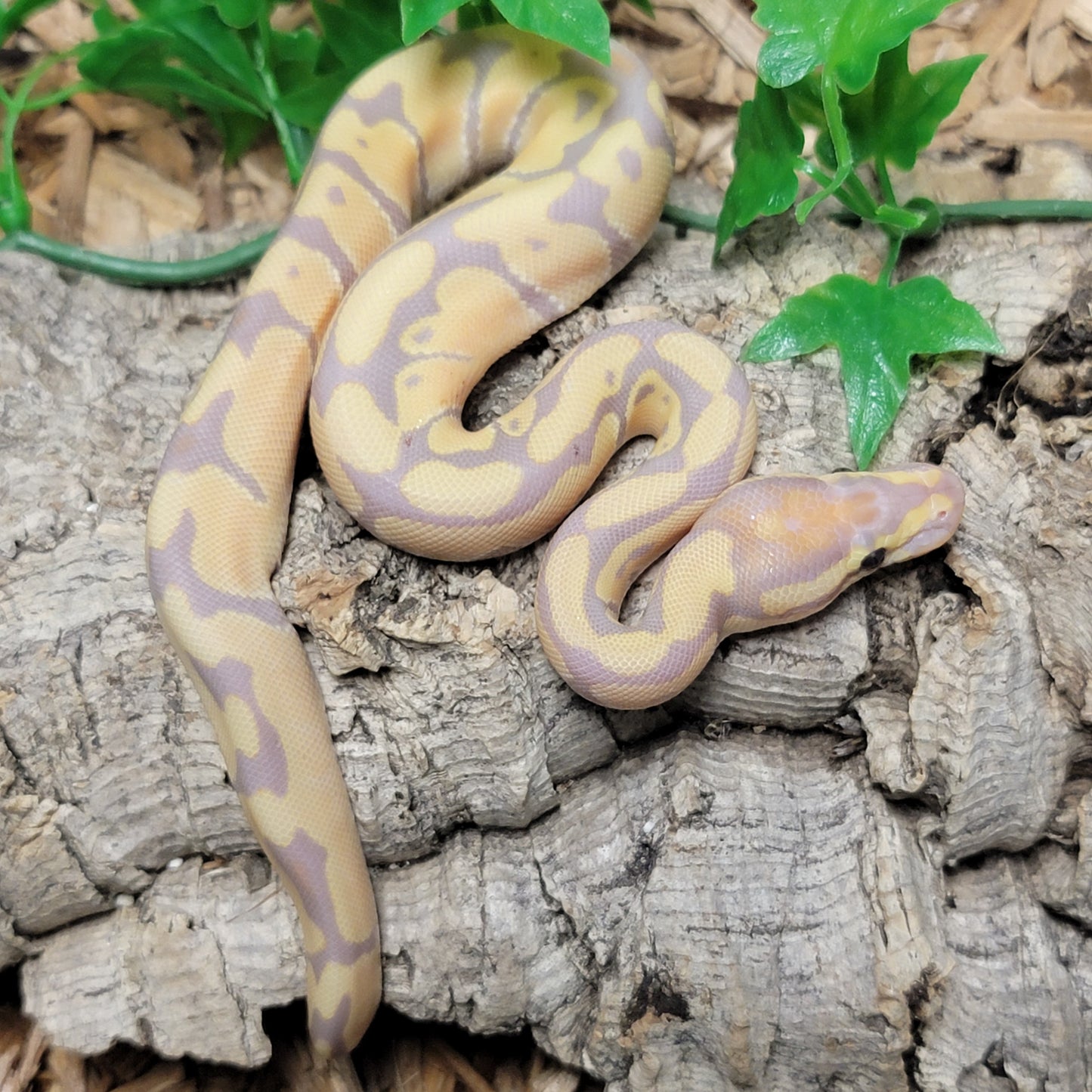 Banana Yellowbelly het Clown - M