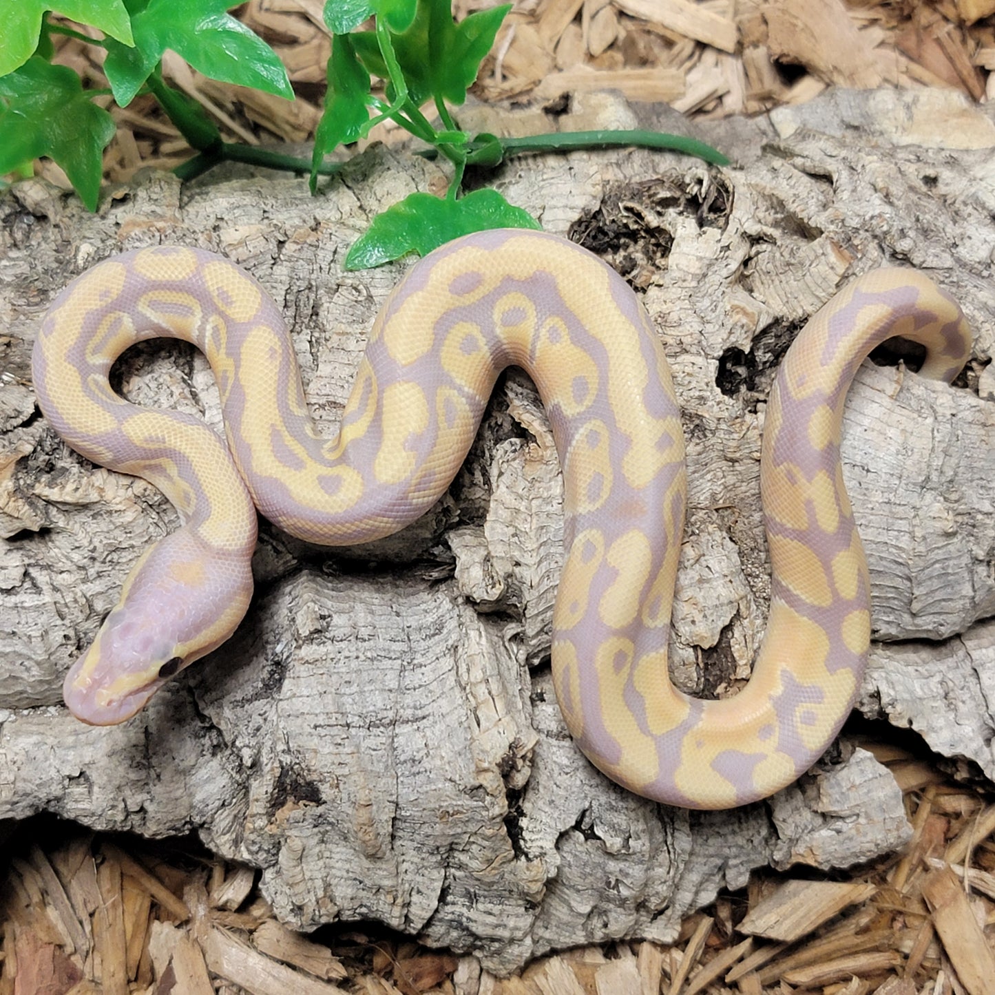 Banana Yellowbelly het Clown - M