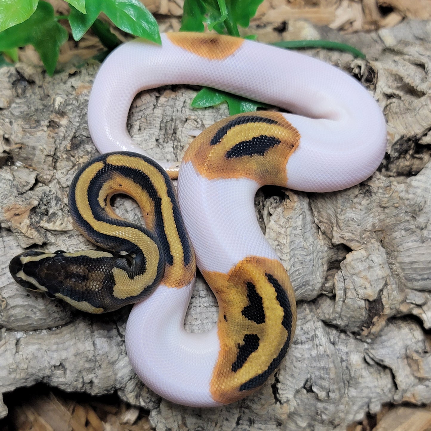 Piebald - M