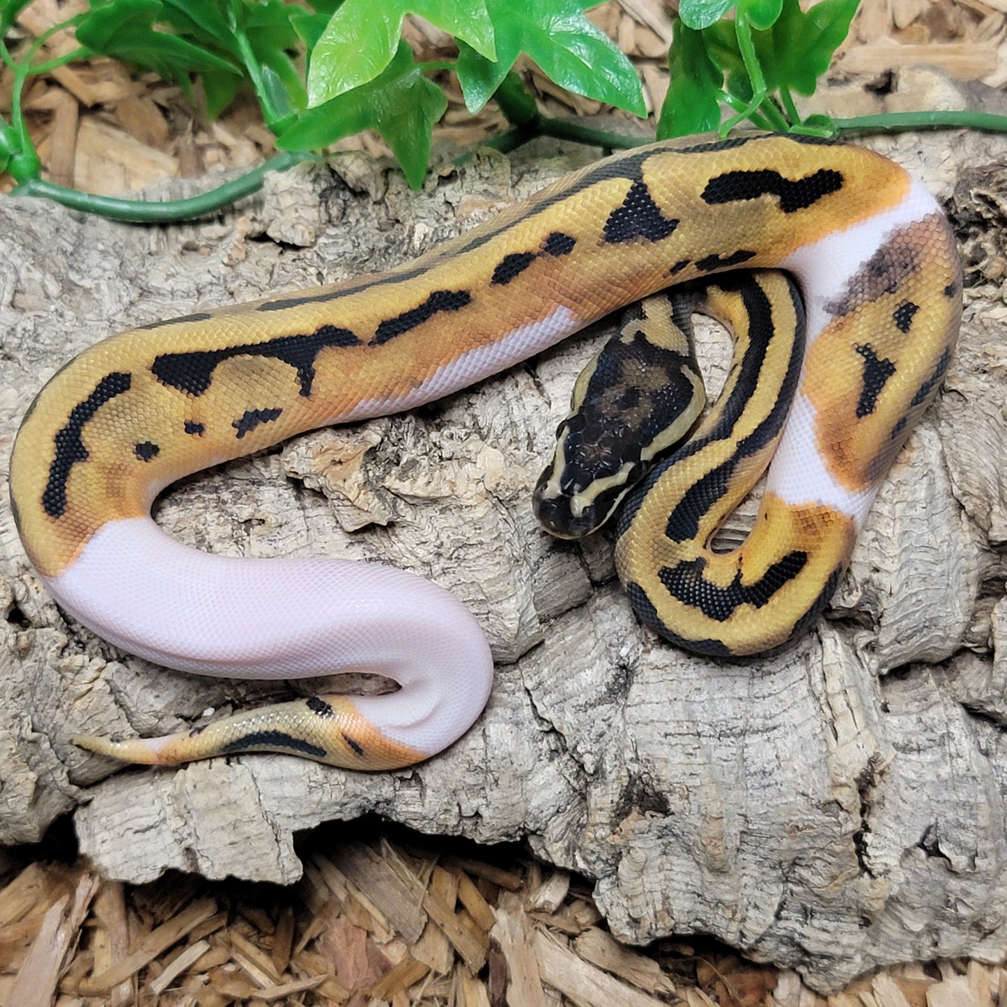 Piebald - F