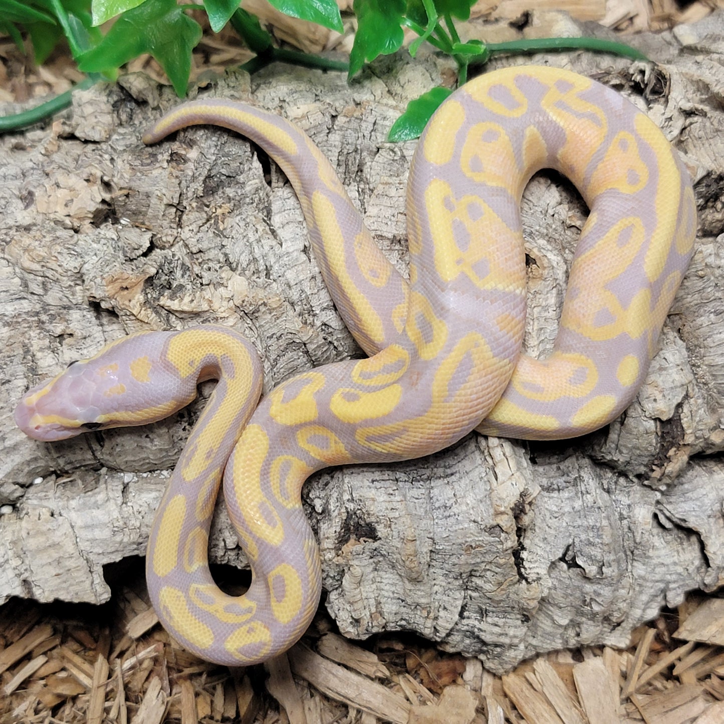 Coral Glow 66% het Pied - M