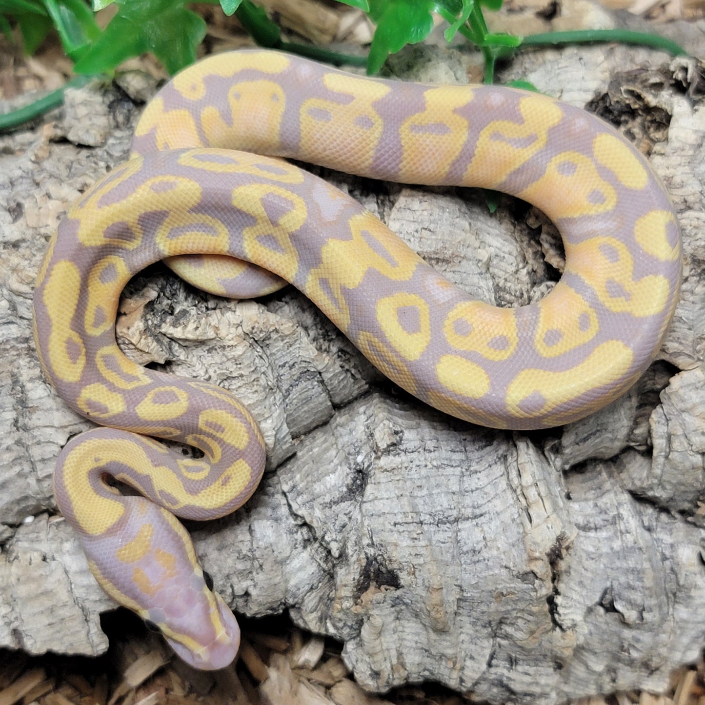 Coral Glow 66% het Pied - F
