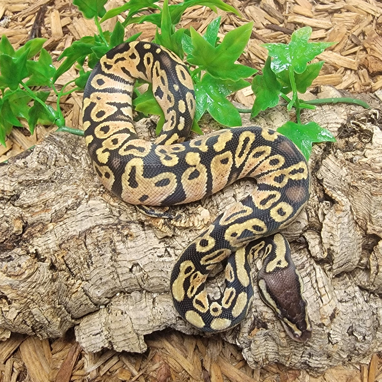 Granite Pastel - F