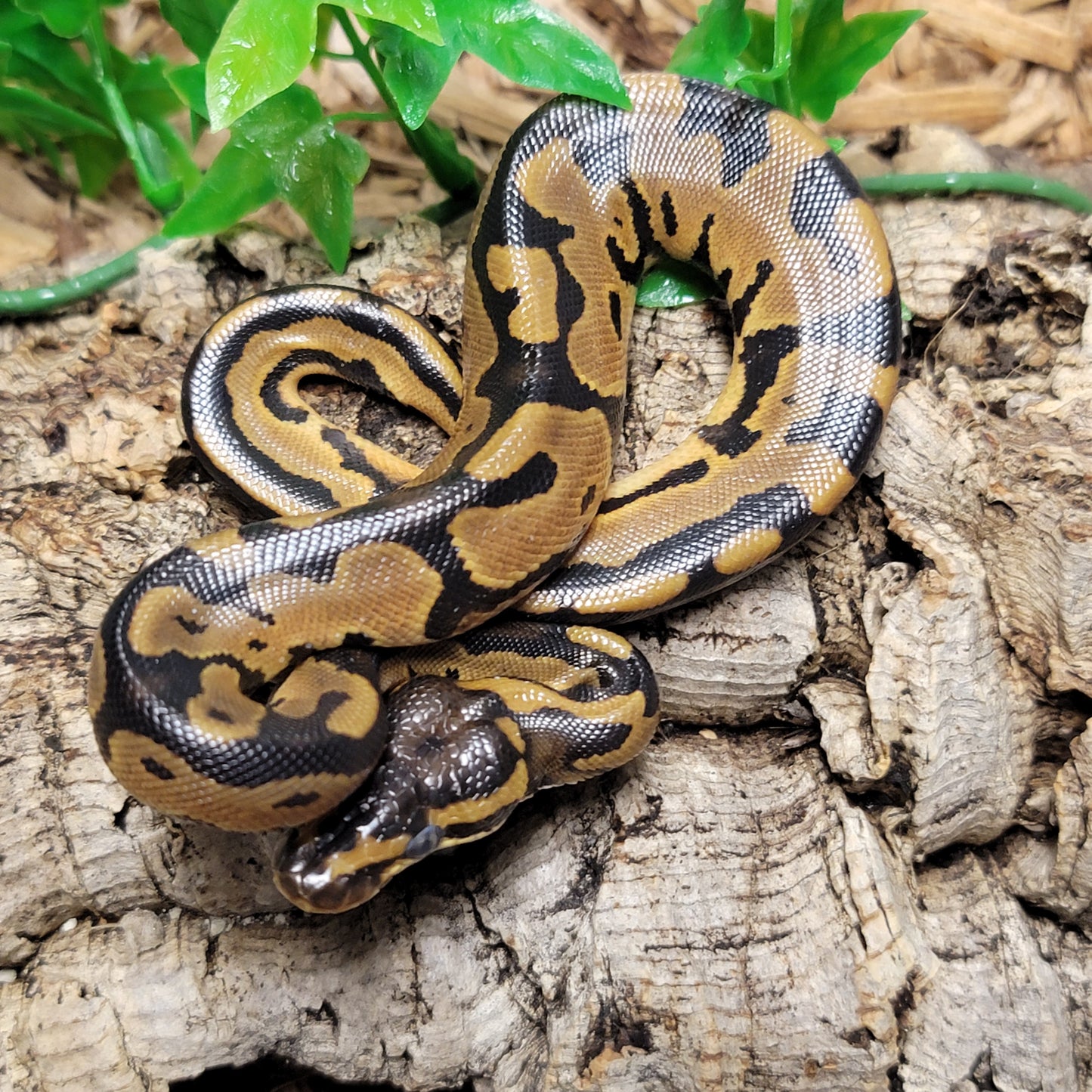 Leopard - F