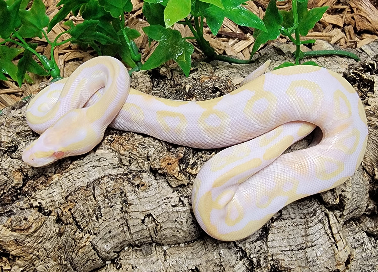 Albino Mystic - M