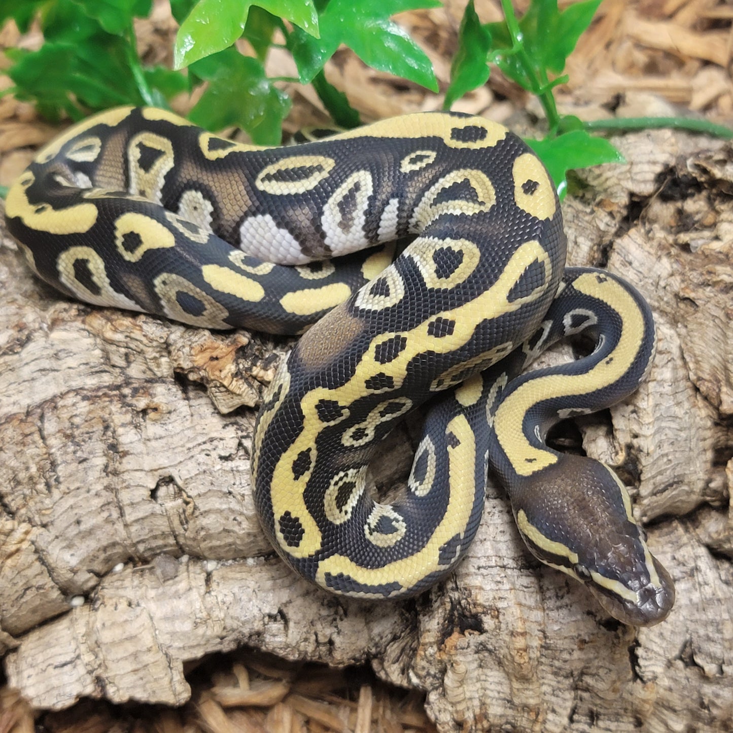 Mystic 66% het Albino - M