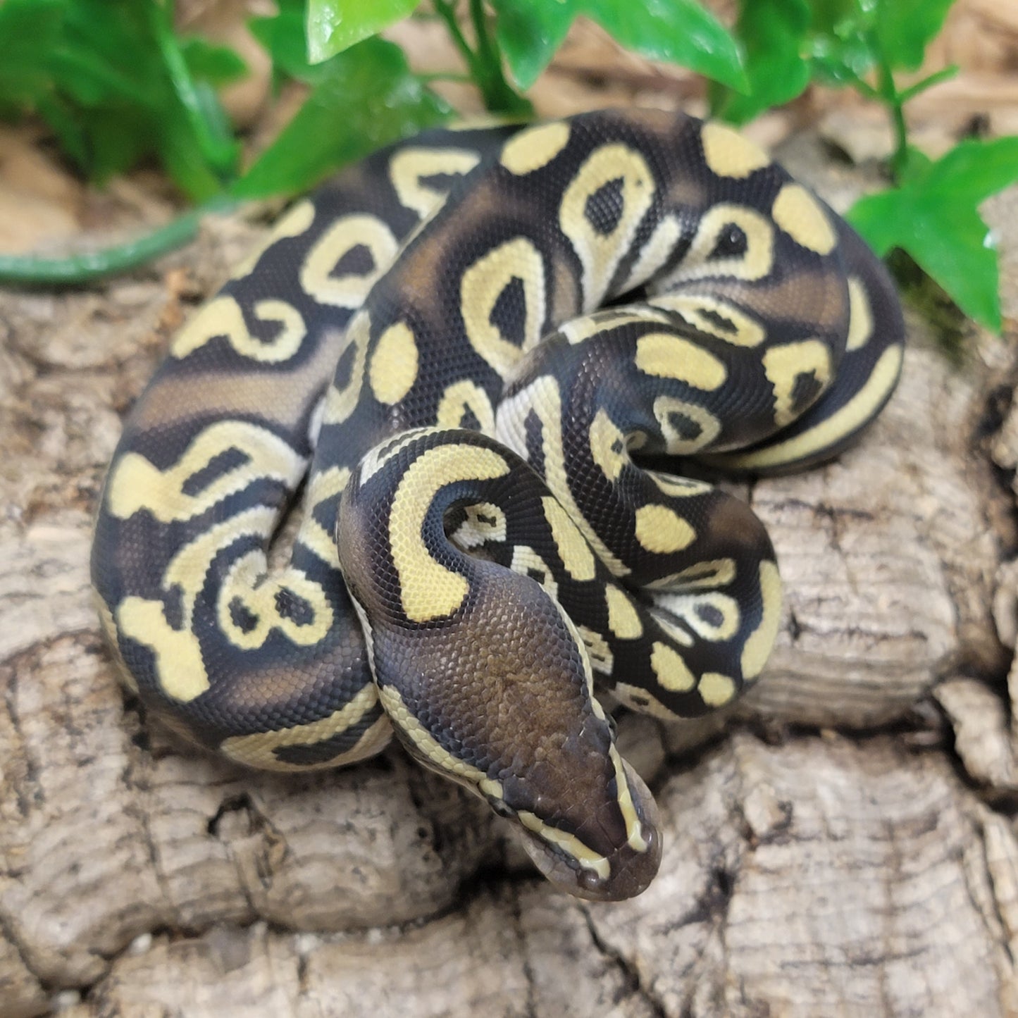 Mojave 66% het Albino - M