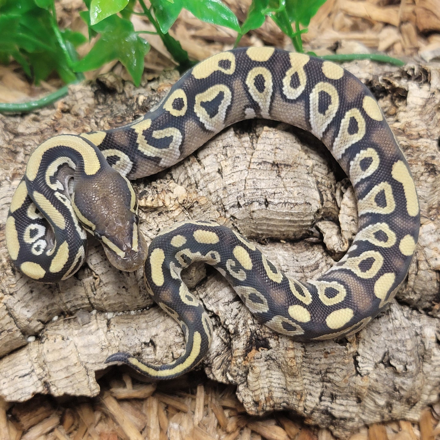 Mojave 66% het Albino - M