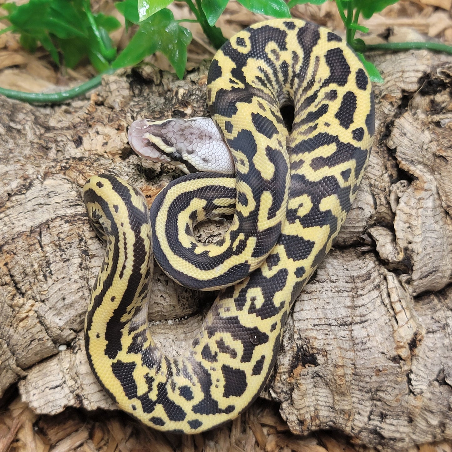 Super Pastel Yellowbelly Leopard - M
