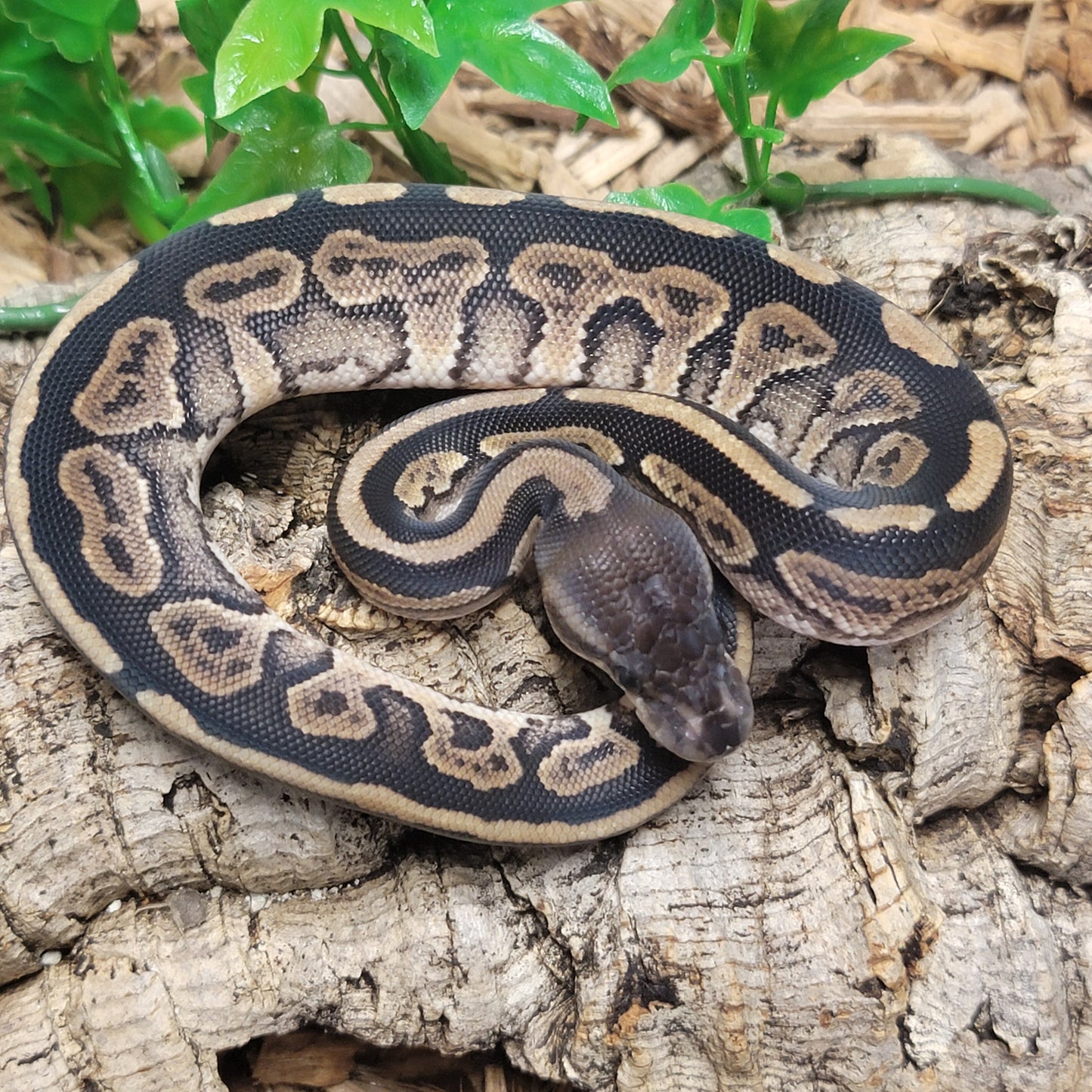 Cinnamon - F