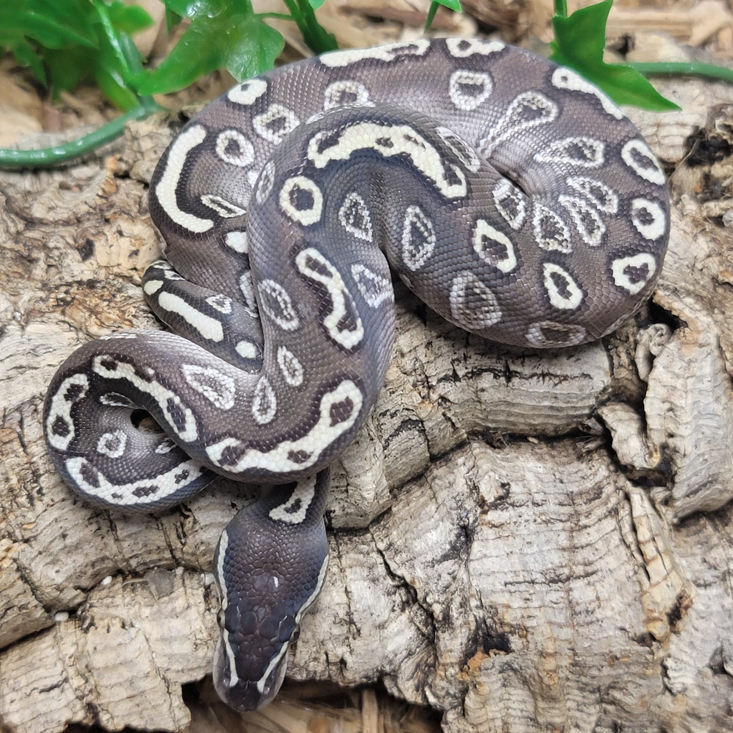 Blitz Mojave GHI - M