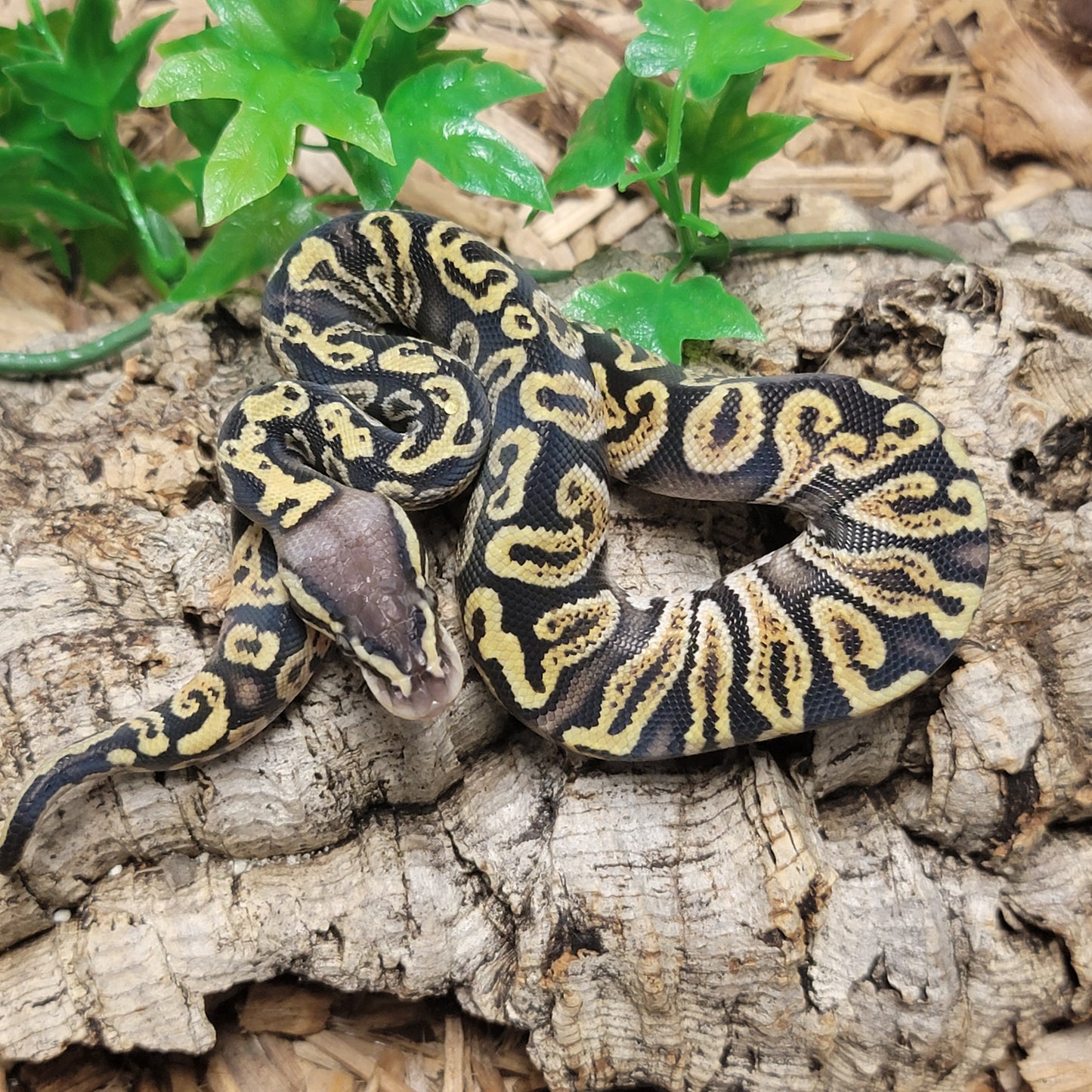 Pastel GHI Blitz - M