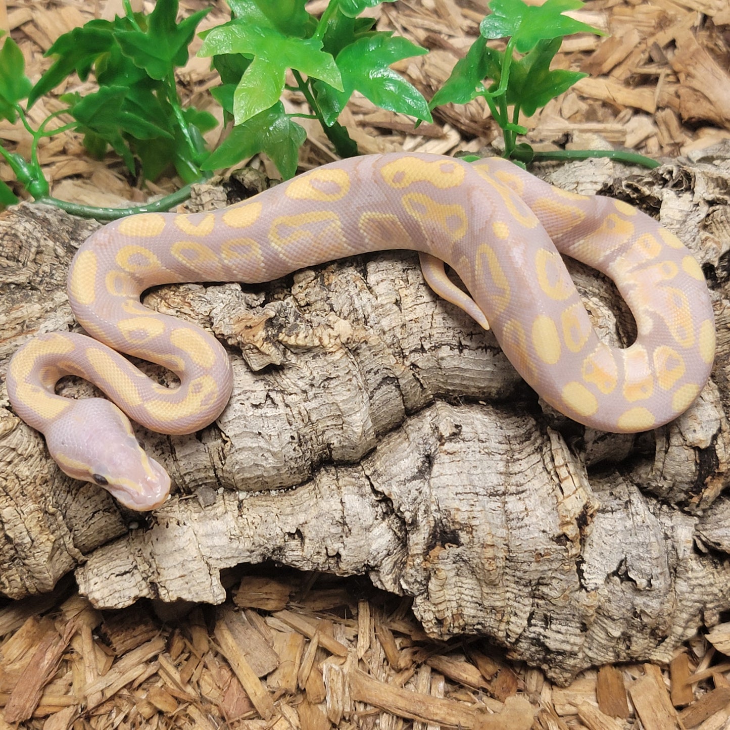 Banana Pastel Calico - M