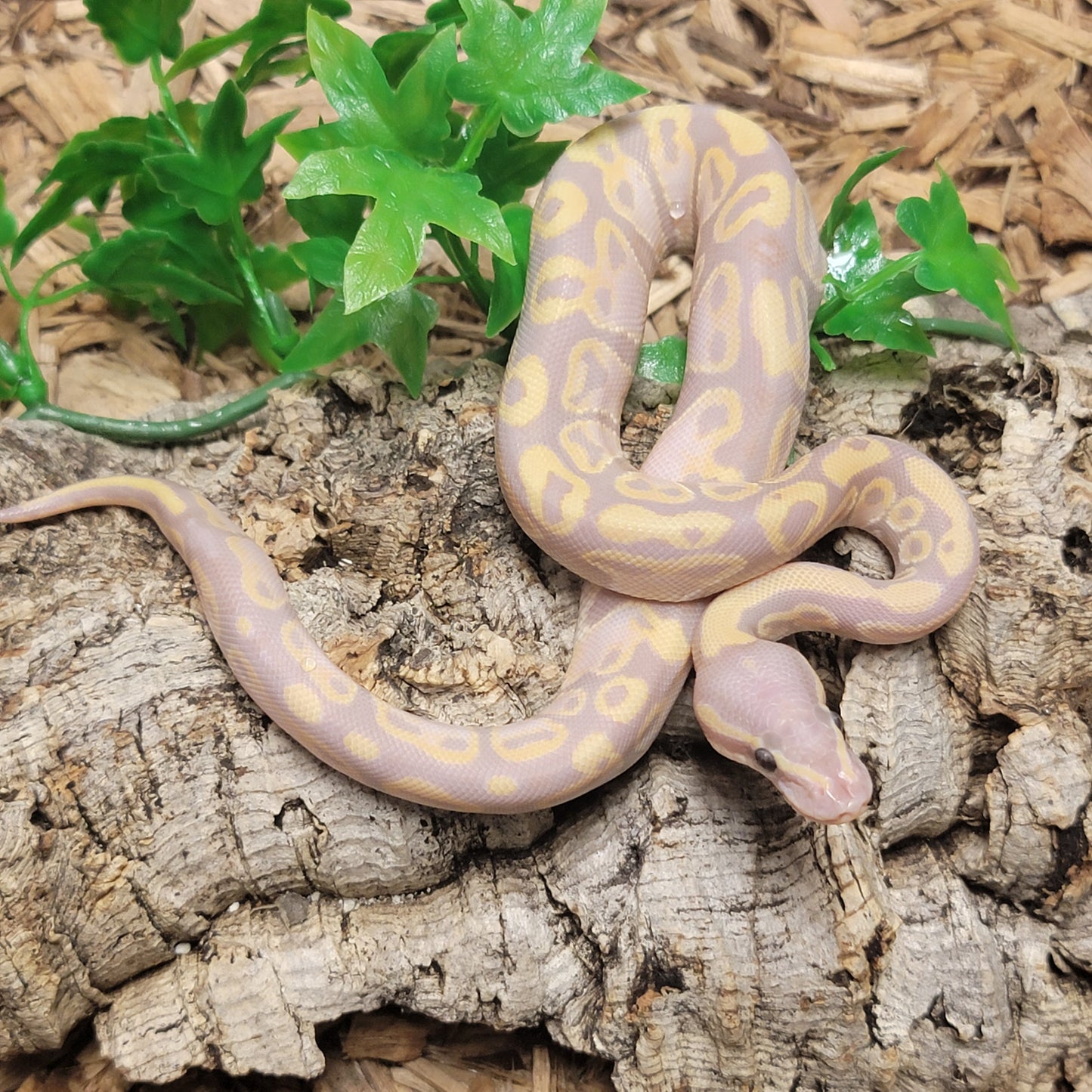 Banana Pastel Calico - M