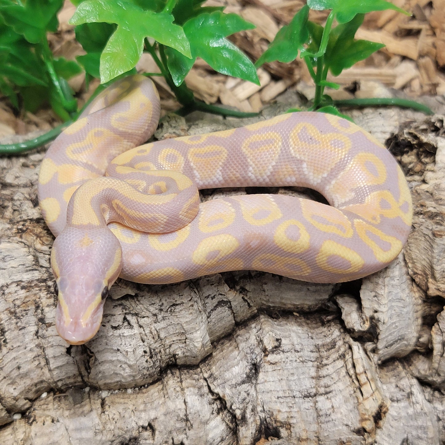 Banana Pastel - M