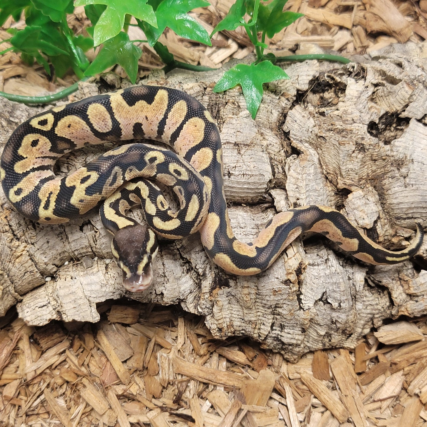 Pastel Calico - F