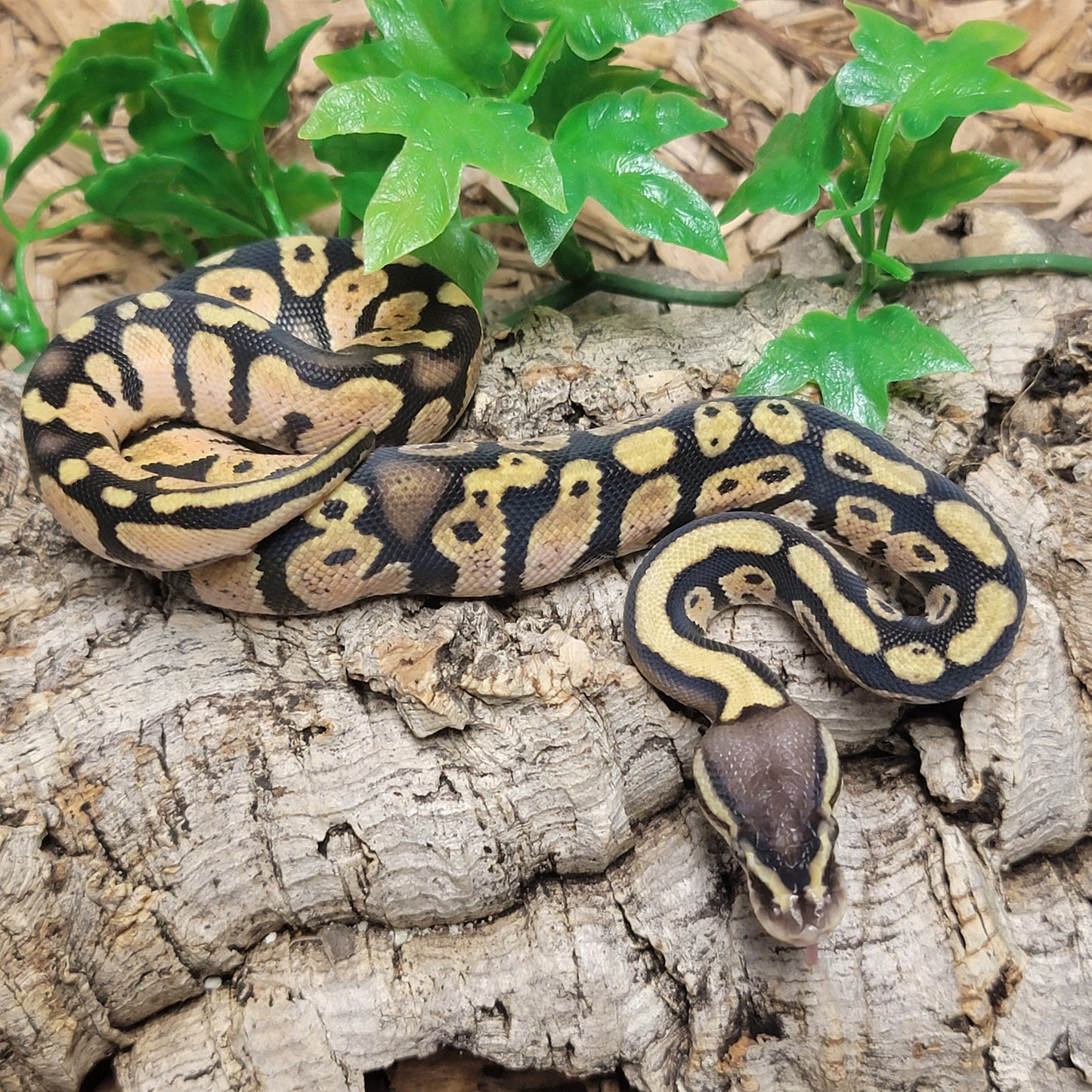 Pastel - F