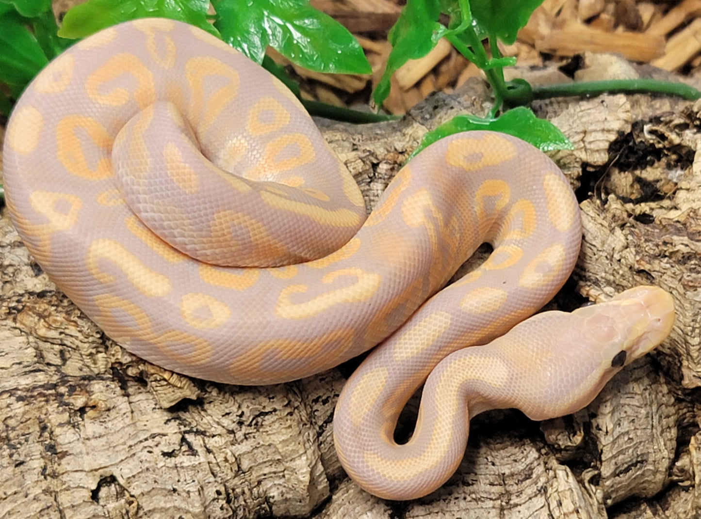 Banana Black Pastel Vanilla - M