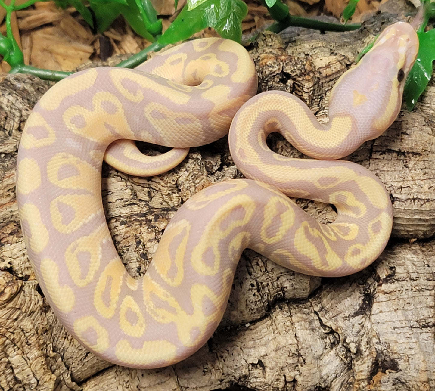 Banana Vanilla - M