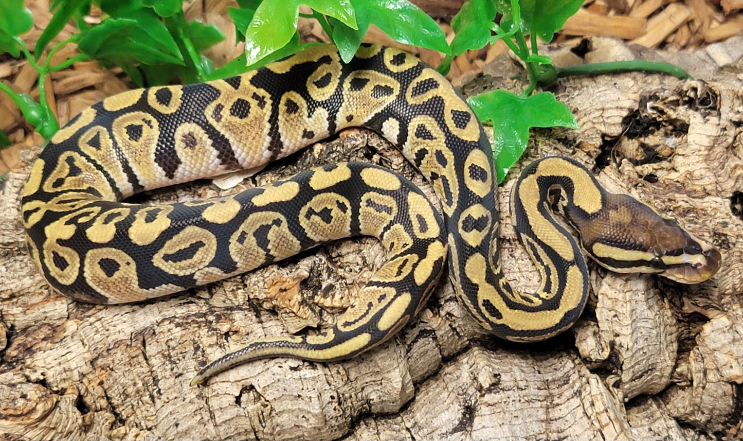 Vanilla - F