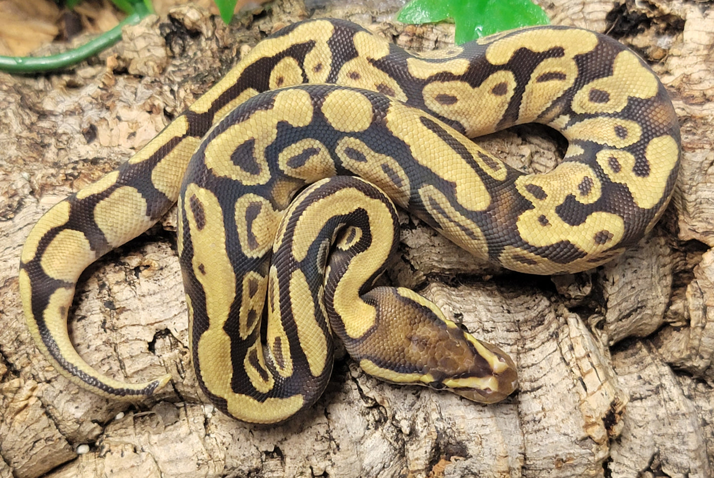 Vanilla - F