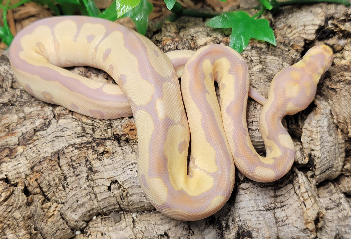Banana Pastel Clown - M
