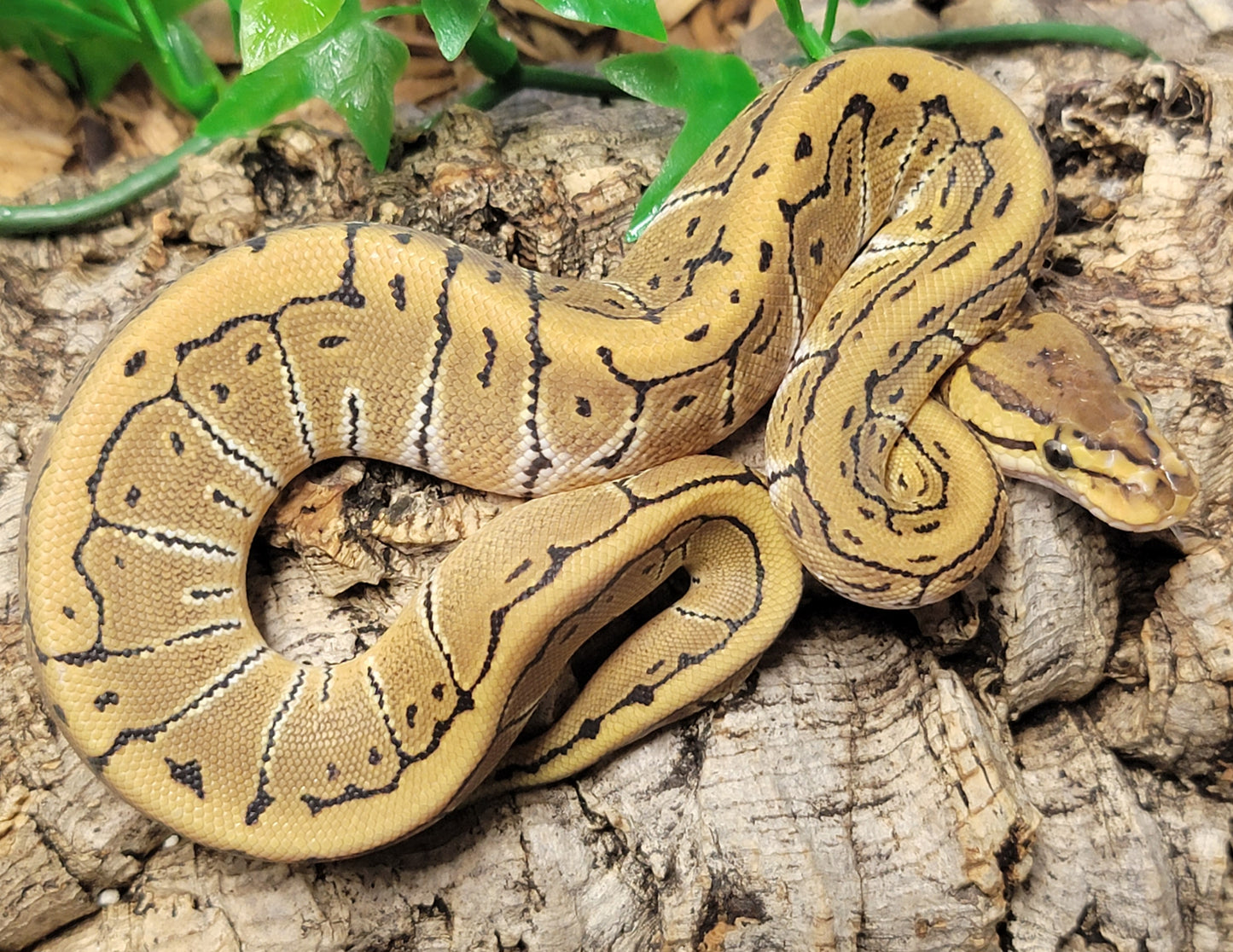 Pinstripe ph Clown - F