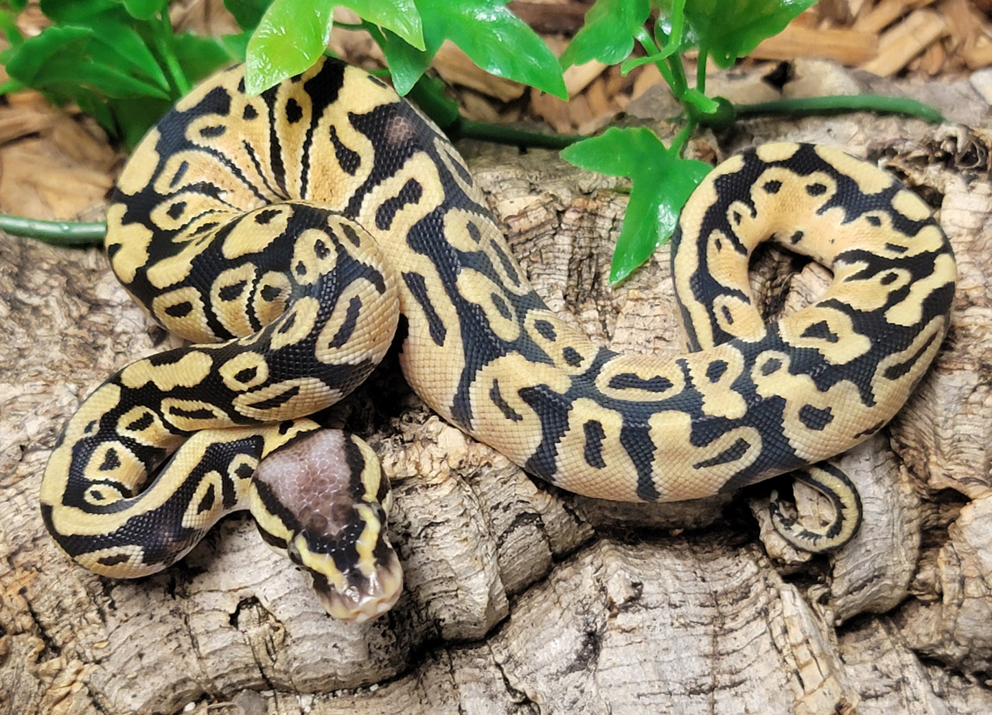 Pastel ph Clown - F