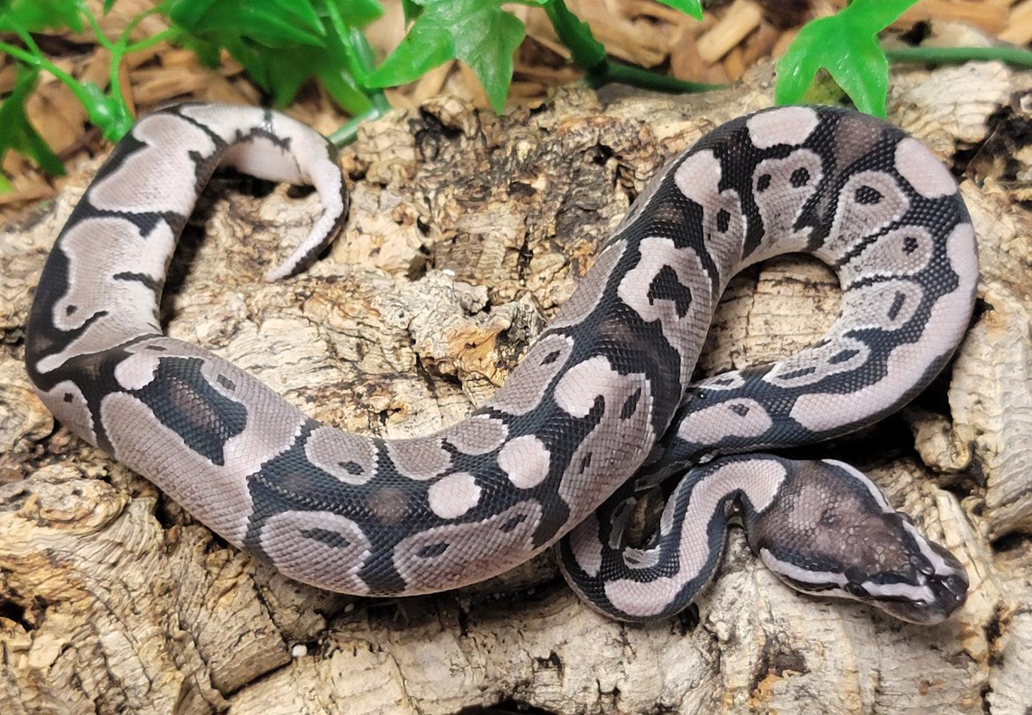 VPI Axanthic het Pied - F