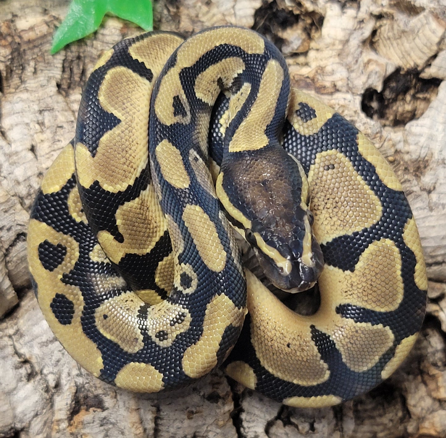 Double het VPI Axanthic Pied - M