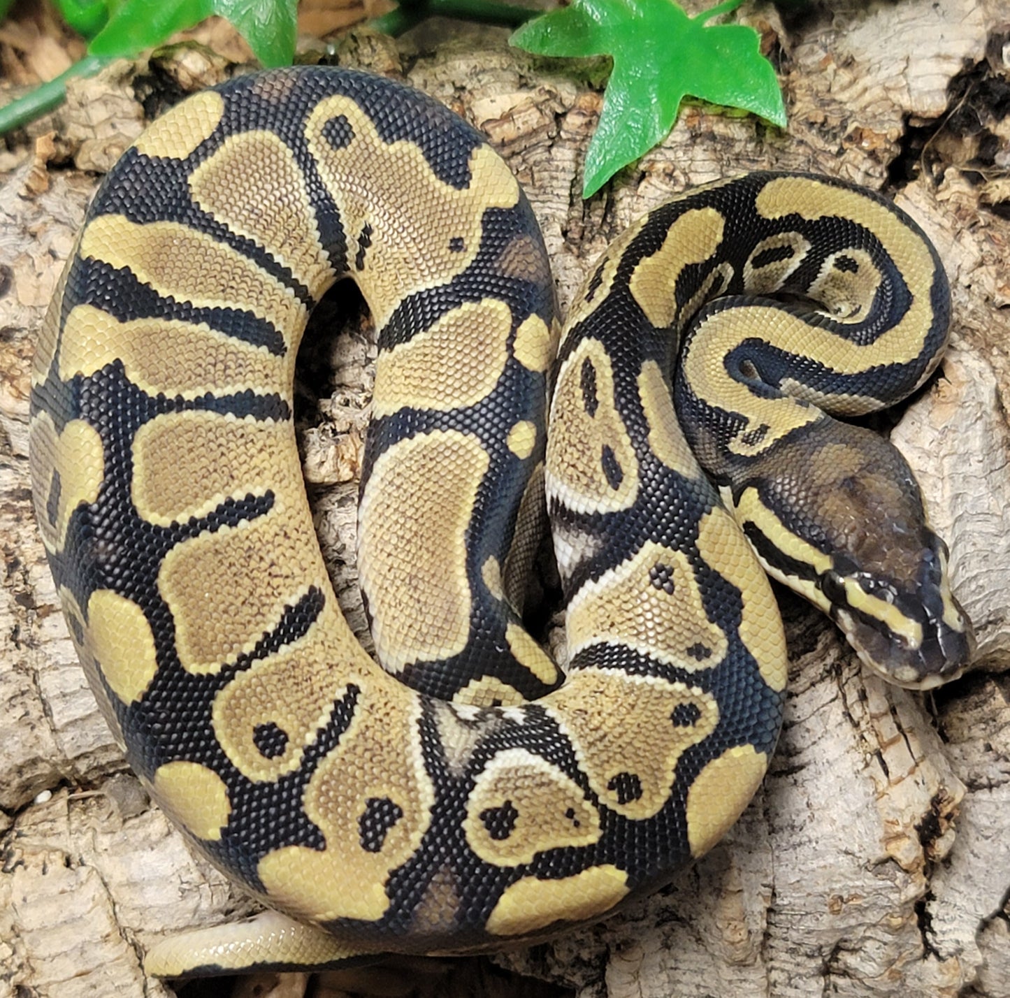 Double het VPI Axanthic Pied - F