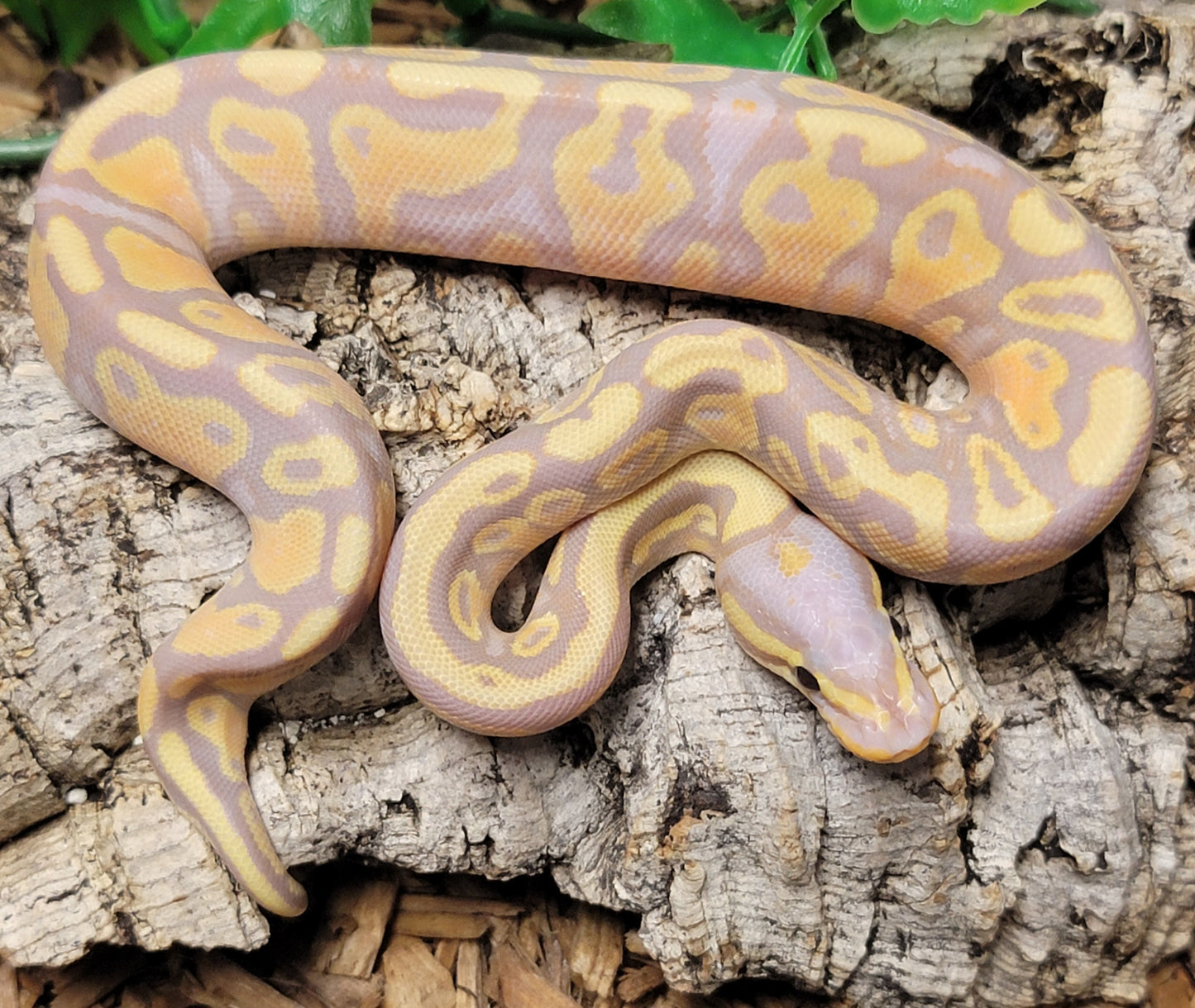 Banana YB Blitz - M