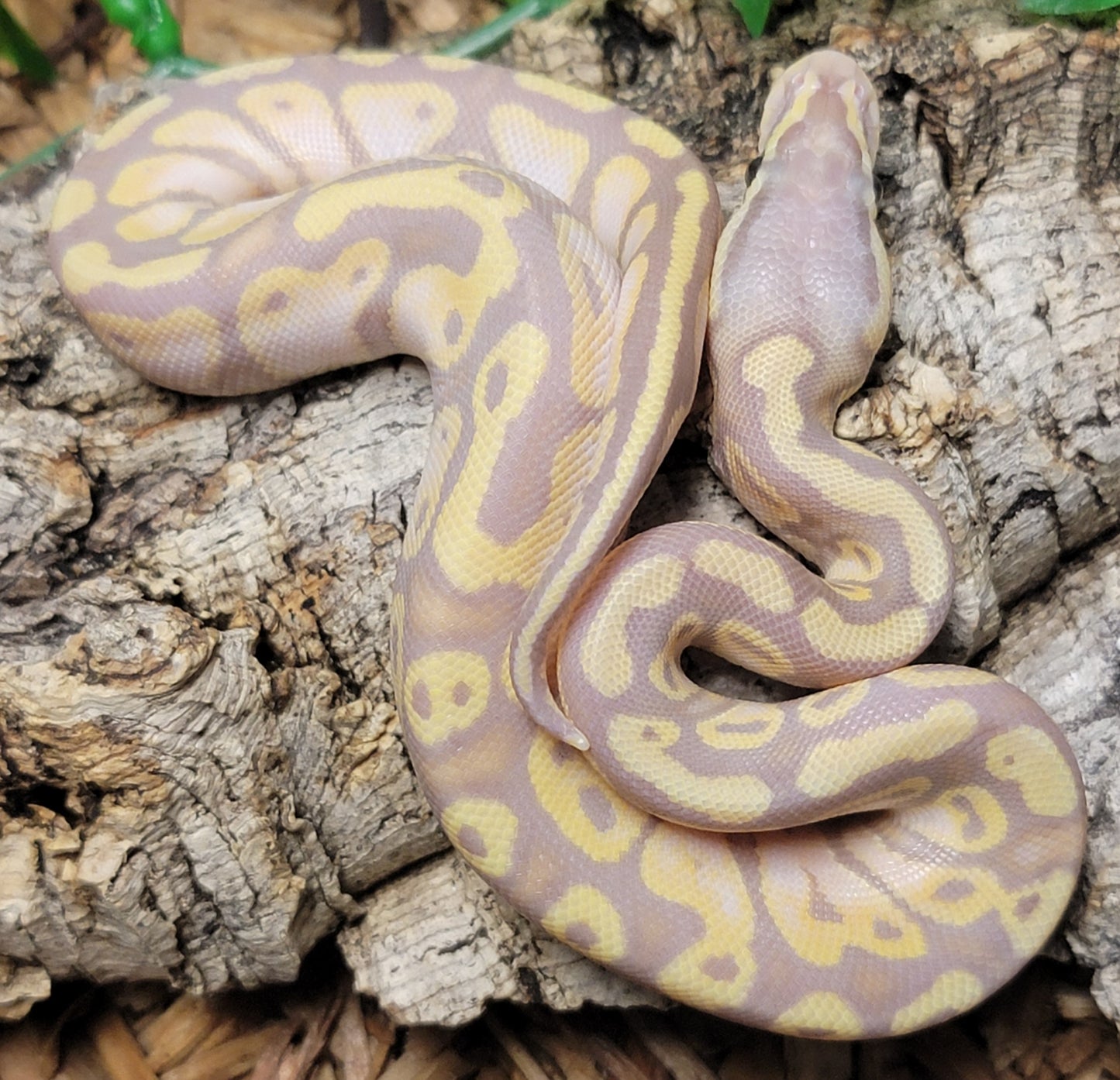 Banana Pastel - M