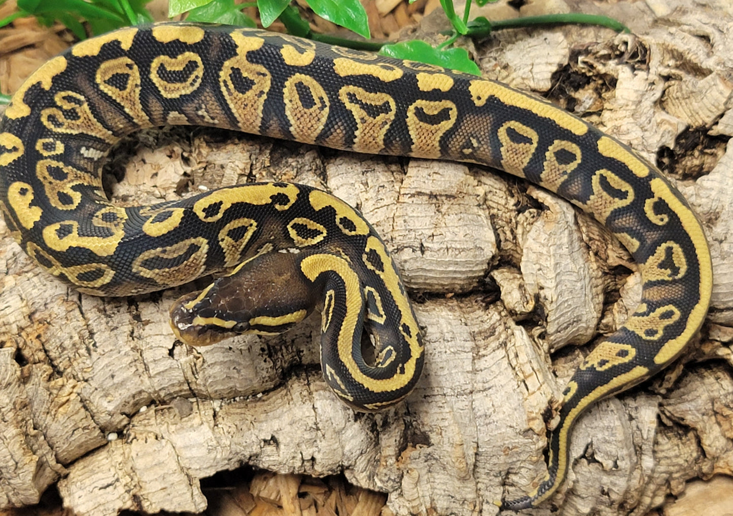 Blitz Yellowbelly - F
