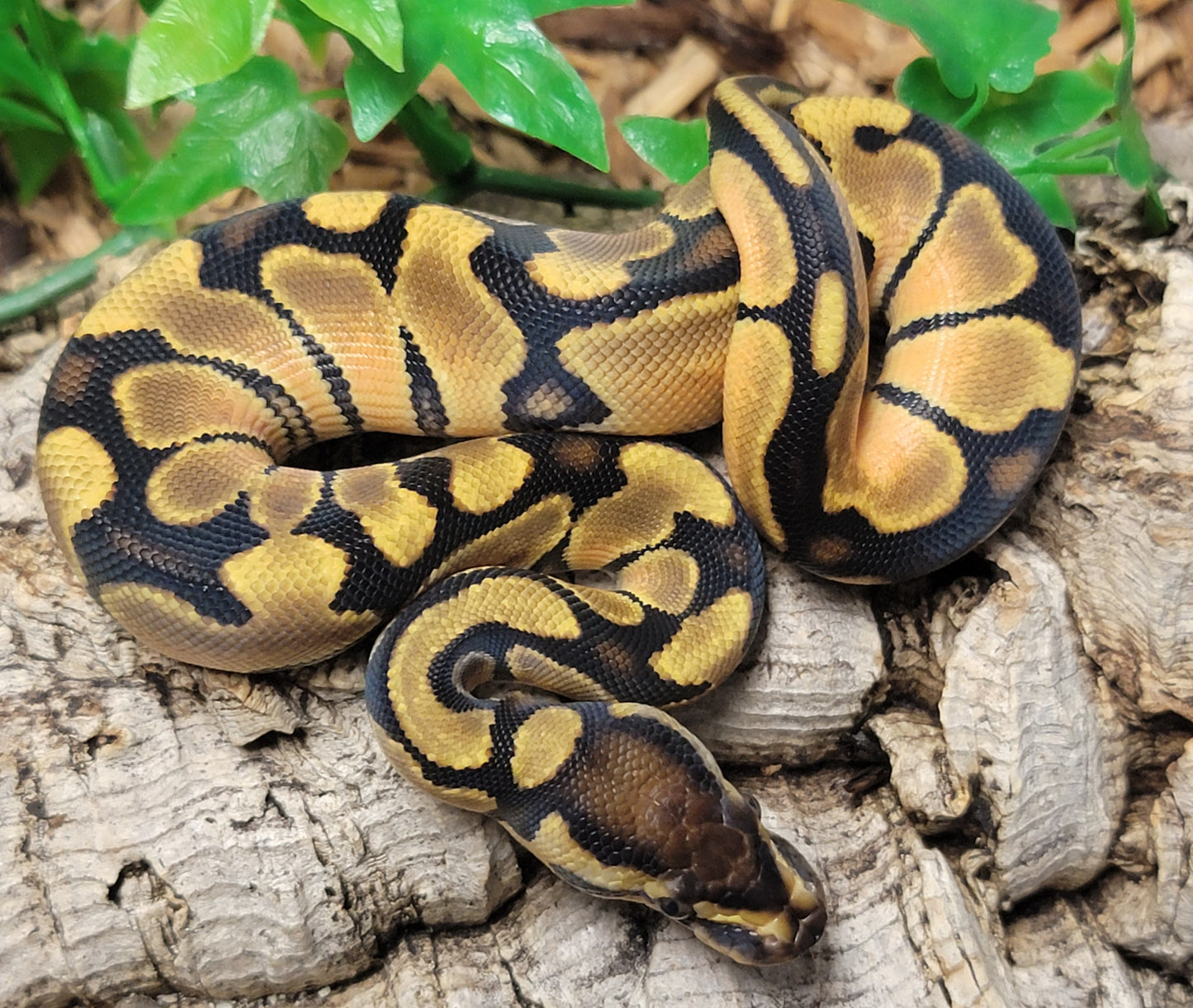 Enchi Orange Dream - F