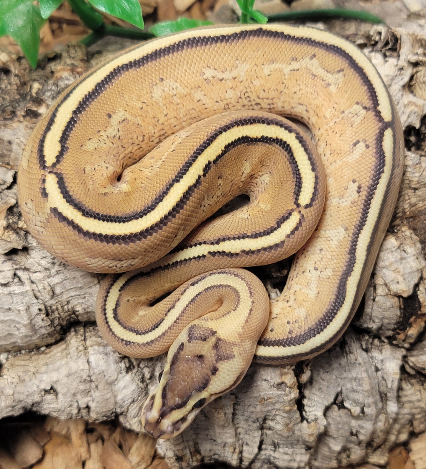 Super Stripe (Specter Yelowbelly) - F