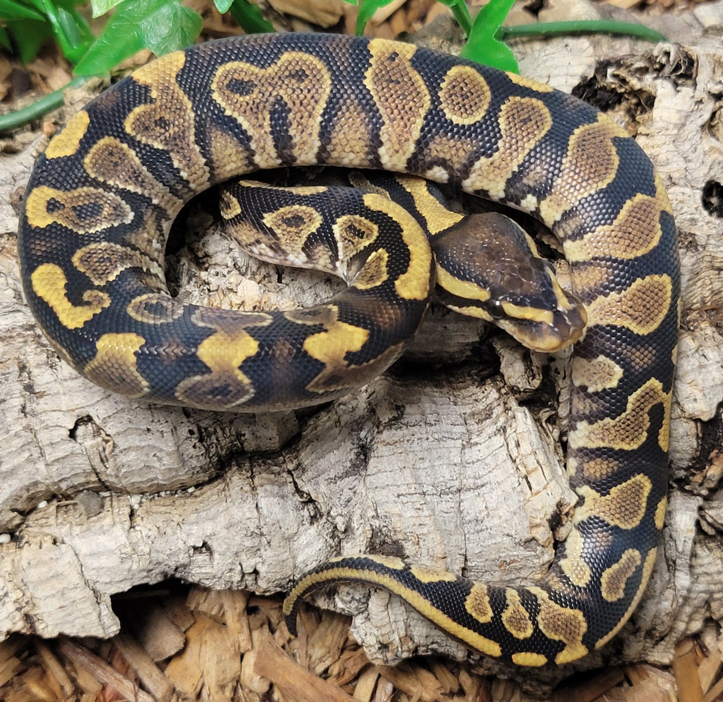 Specter (Super Stripe maker) - M