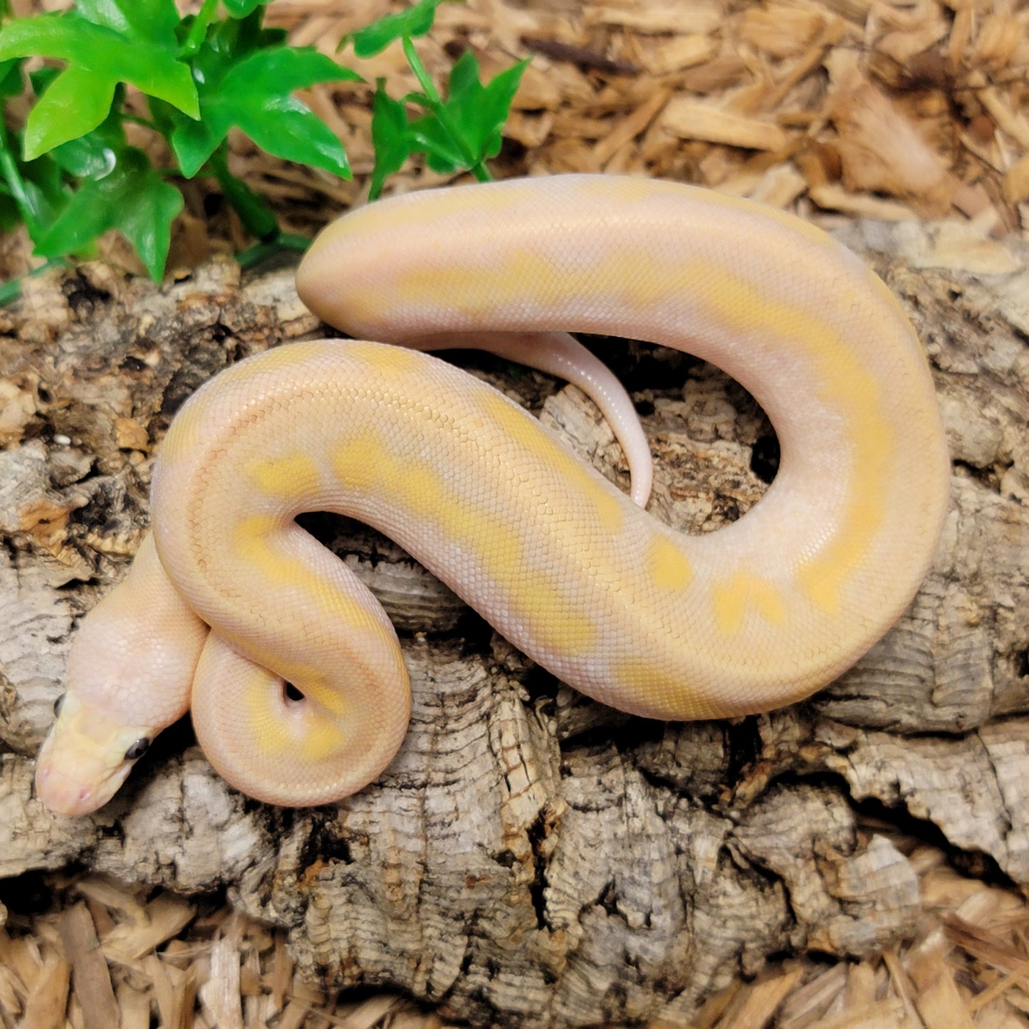 Champagne Calico OD Clown - F