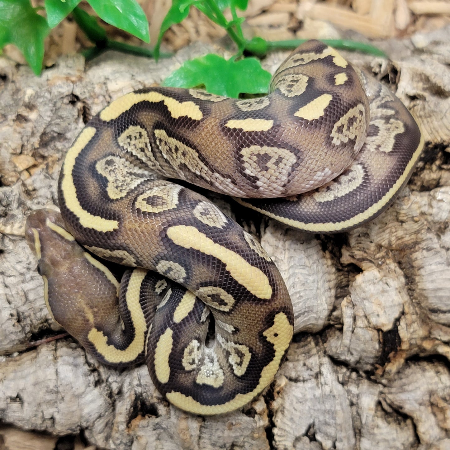 Blitz Granite Mojave - M