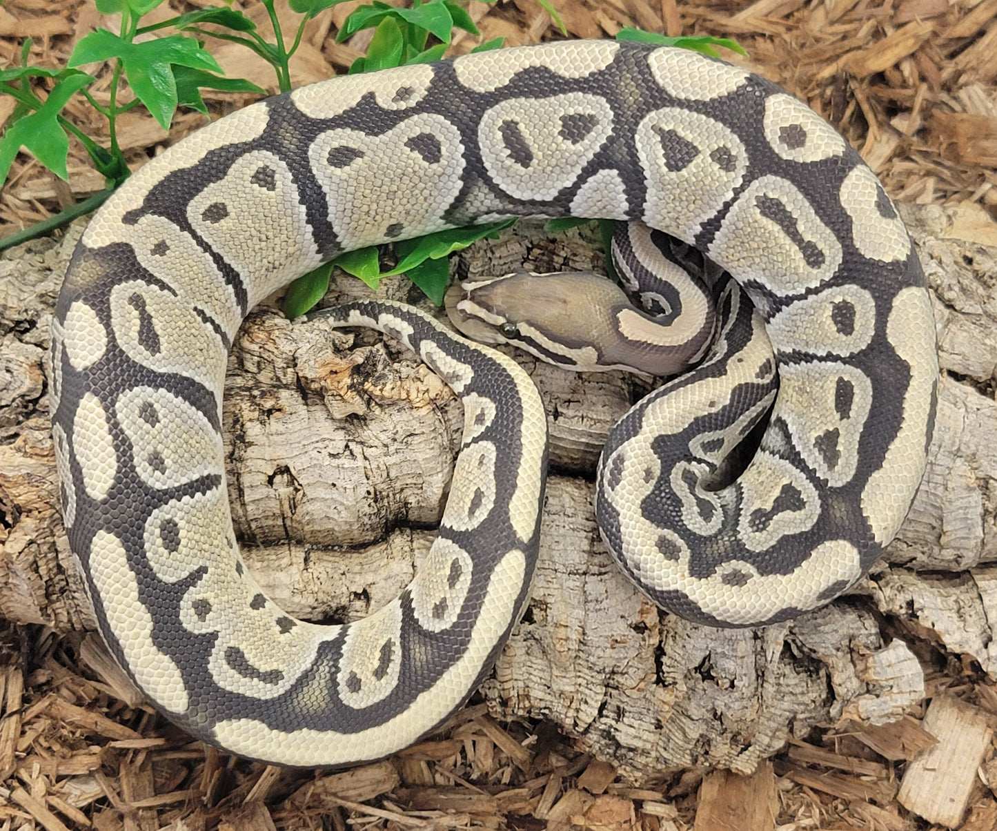 Hypo poss Disco - F