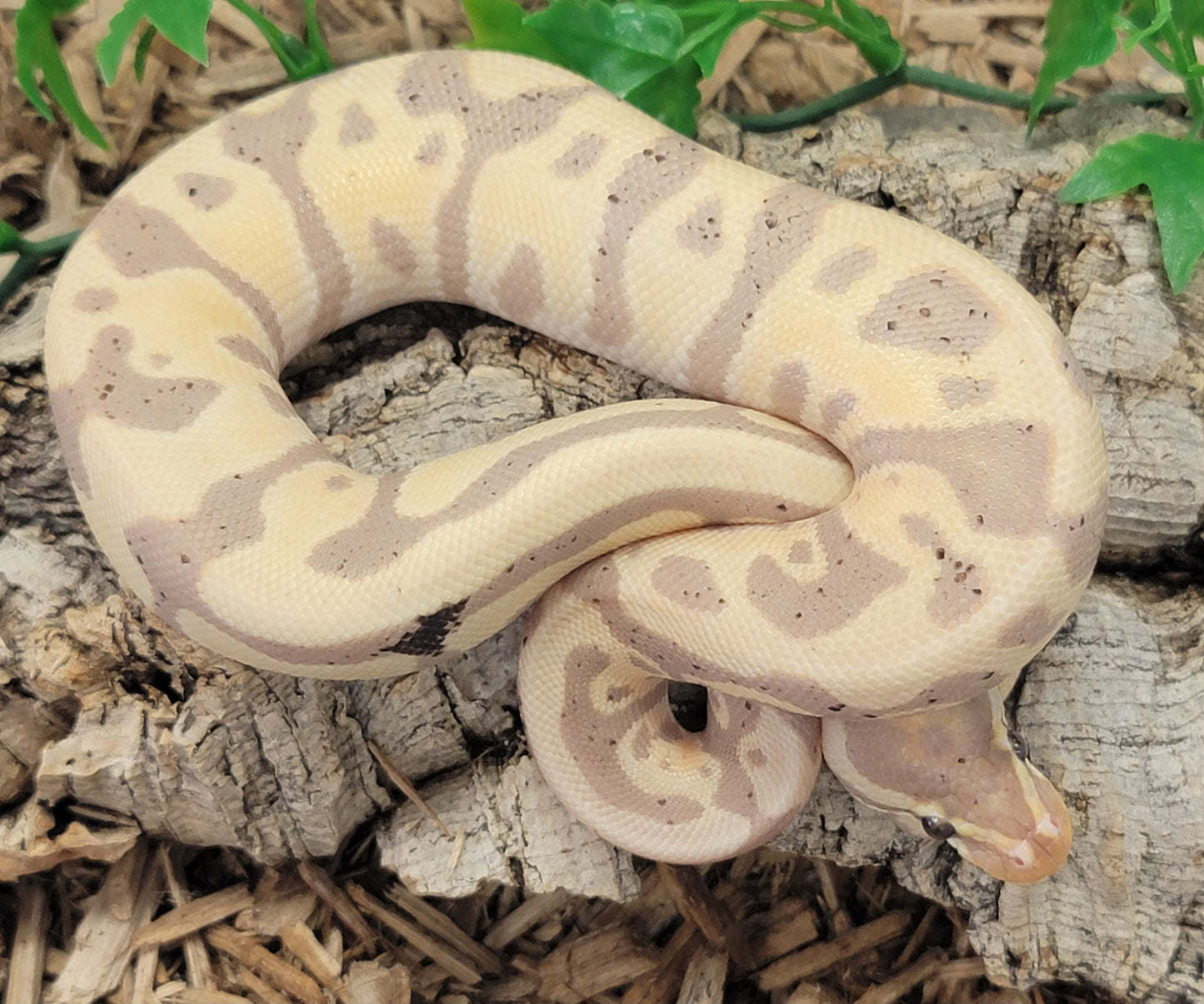 Banana Yellow Belly Leopard (Paradox) - M