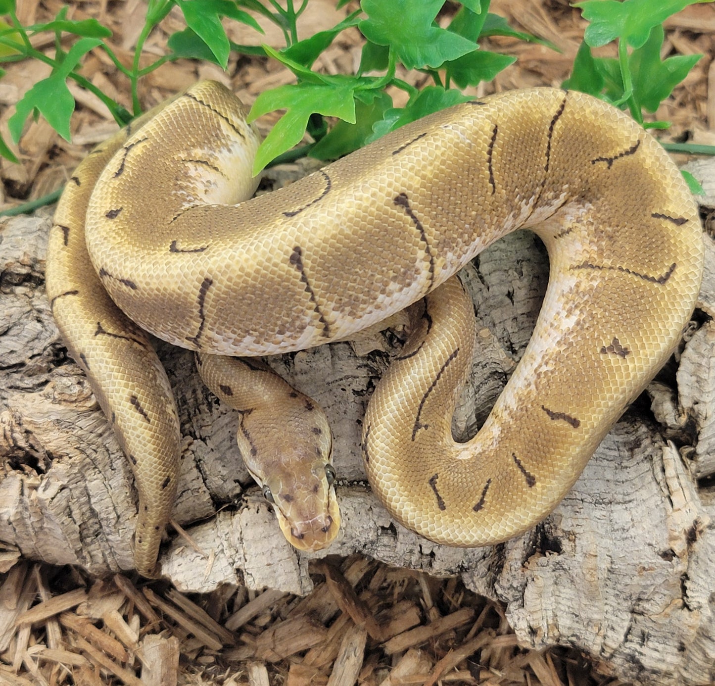 Spider Pinstripe het Hypo - F